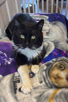 American Shorthair Cats Available for Adoption in Johnstown, New York - Walker  | PetCurious