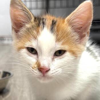 Amelia -  Domestic Short Hair Cat for Adoption in Woodstock, Ontario - Amelia | PetCurious