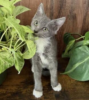 Tadpole -  Domestic Short Hair Cat for Adoption in Wilkesboro, North Carolina - Tadpole | PetCurious