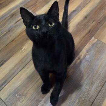 Domestic Short Hair Cats Available for Adoption - CURIE - FelV+ | PetCurious
