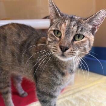 Maya -  Domestic Short Hair Cat for Adoption in East Hanover, New Jersey - Maya | PetCurious