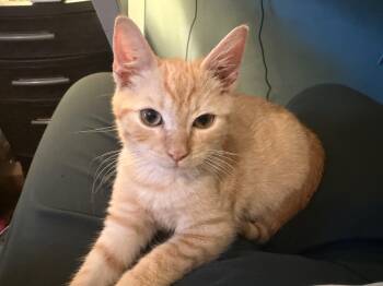 Simba -  American Shorthair Cat for Adoption in Hickory, North Carolina - Simba | PetCurious
