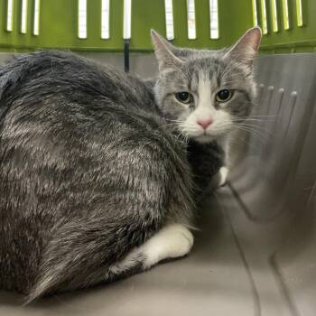Domestic Short Hair Cats Available for Adoption - Diamond | PetCurious