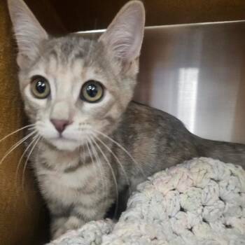 Zipper -  Domestic Short Hair Cat for Adoption in Grantsville, Utah - Zipper | PetCurious