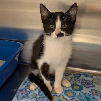 Crackers -  Domestic Short Hair Cat for Adoption in Hannibal, Missouri - Crackers | PetCurious