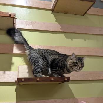 Domestic Medium Hair Cats Available for Adoption - Bumper | PetCurious