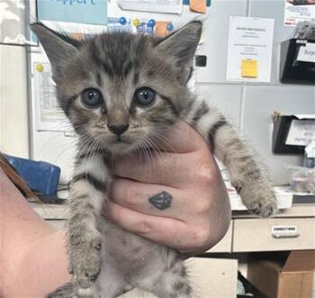 BISCOFF -  Domestic Short Hair Cat for Adoption in Dallas, Texas - BISCOFF | PetCurious