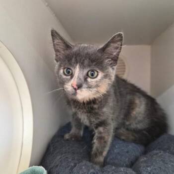Minnie -  Domestic Medium Hair Cat Available for Adoption in Riverside, California - Minnie | PetCurious