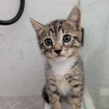 Catsu -  Domestic Short Hair Cat for Adoption in Long Beach, California - Catsu | PetCurious