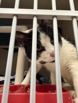 Athos -  Domestic Short Hair Cat for Adoption in Fort Collins, Colorado - Athos | PetCurious