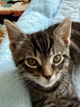 Toblerone -  Domestic Short Hair Cat for Adoption in San Francisco, California - Toblerone | PetCurious