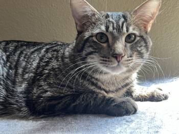 Domestic Short Hair Cats Available for Adoption in Huntington Beach, California - Teddy | PetCurious