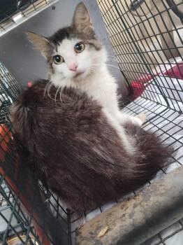 Momma Casey -  Domestic Short Hair Cat for Adoption in Cromwell, Kentucky - Momma Casey | PetCurious