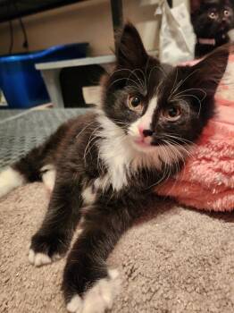 Rescue Domestic Short Hair Cats for Adoption in Butler, Pennsylvania - Eddie | PetCurious
