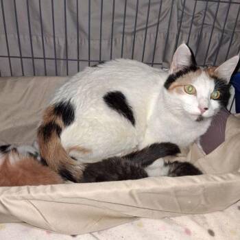 Starla -  Domestic Short Hair Cat for Adoption in Lake Havasu City, Arizona - Starla | PetCurious
