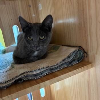 Grayson -  American Shorthair Cat for Adoption in Torrey, Utah - Grayson | PetCurious