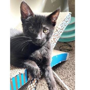 Rescue Domestic Short Hair Cats for Adoption in Millcreek, Utah - Coal | PetCurious