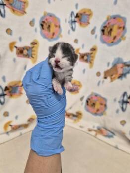 GHOUL -  Domestic Short Hair Cat for Adoption in San Jose, California - GHOUL | PetCurious