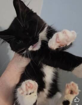 Parker -  Tuxedo Cat for Adoption in Lexington, South Carolina - Parker | PetCurious