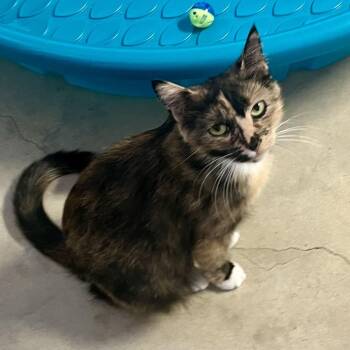 Pretty Girl -  Domestic Medium Hair Cat for Adoption in Houston, Texas - Pretty Girl | PetCurious