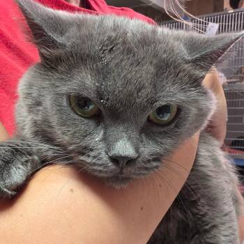 Thomason FKA Thom -  Domestic Short Hair Cat for Adoption in Leander, Texas - Thomason FKA Thom | PetCurious