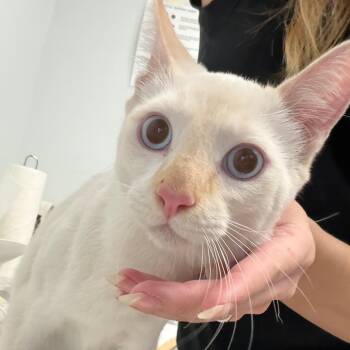 Ben Cattleck -  Domestic Short Hair Cat for Adoption in Las Vegas, Nevada - Ben Cattleck | PetCurious