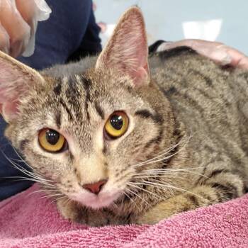 Domestic Short Hair Cats Available for Adoption - Lucy | PetCurious