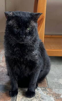 Rescue Domestic Short Hair Cats for Adoption in Capshaw, Alabama - HAVOC | PetCurious