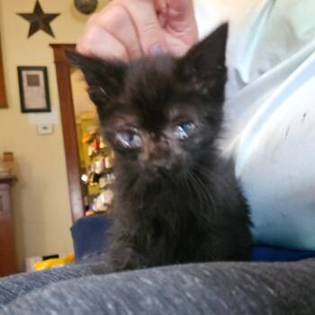 Shadow -  Domestic Short Hair Cat for Adoption in Ringtown, Pennsylvania - Shadow | PetCurious