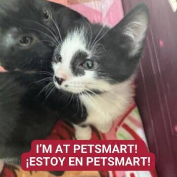 Rescue Domestic Short Hair Cats for Adoption in Carrollton, Texas - Dilly | PetCurious