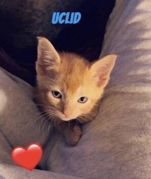 Uchlid -  Domestic Short Hair Cat for Adoption in Kirksville, Missouri - Uchlid | PetCurious
