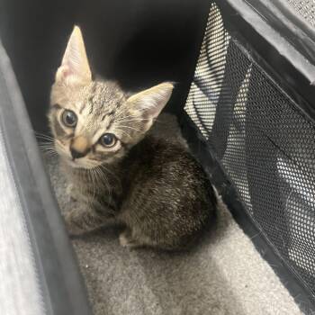 Zipper -  Domestic Short Hair Cat for Adoption in Fort Lauderdale, Florida - Zipper | PetCurious