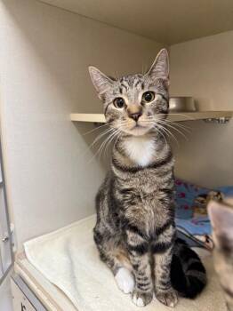 Bunny -  Domestic Short Hair Cat for Adoption in Winnipeg, Manitoba - Bunny | PetCurious