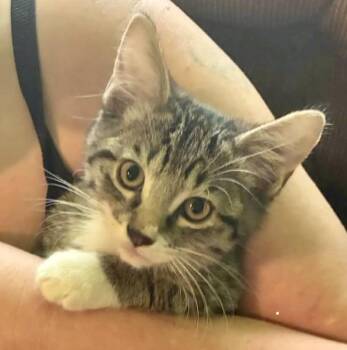 Levi -  Domestic Short Hair Cat for Adoption in Pocatello, Idaho - Levi | PetCurious