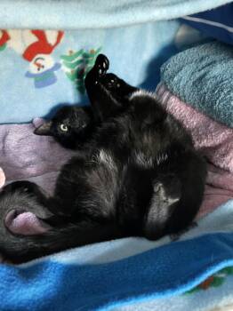 Rescue Domestic Short Hair and Bombay Cats for Adoption in Bvl, Florida - Natasha (Sha-Sha) | PetCurious