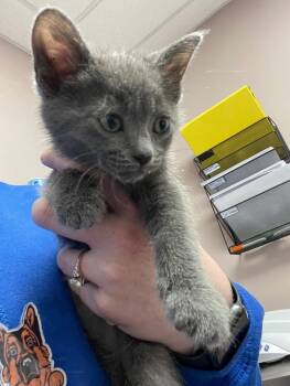 Radish -  Domestic Short Hair Cat for Adoption in Osseo, Michigan - Radish | PetCurious