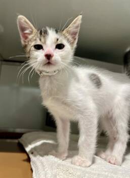 FIGARO -  Domestic Short Hair Cat for Adoption in San Francisco, California - FIGARO | PetCurious