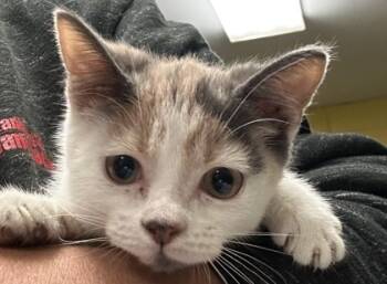 Rescue Domestic Short Hair Cats for Adoption in Spartanburg, South Carolina - Rose | PetCurious