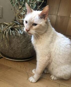 Leo -  Siamese Cat for Adoption - Leo | PetCurious