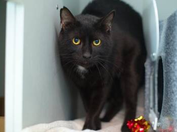 Dusk -  Domestic Short Hair Cat for Adoption - Dusk | PetCurious
