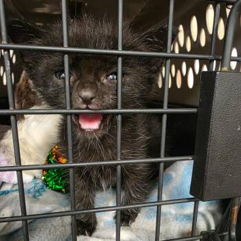 Blackberry Rose -  Domestic Short Hair Cat for Adoption in Eureka Springs, Arkansas - Blackberry Rose | PetCurious