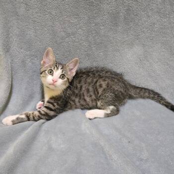 Humerus -  Domestic Short Hair Cat for Adoption in Brownsboro, Alabama - Humerus | PetCurious