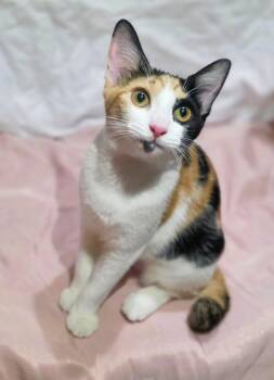 Michita -  Calico and American Bobtail Cat for Adoption in San Juan, San Juan - Michita | PetCurious