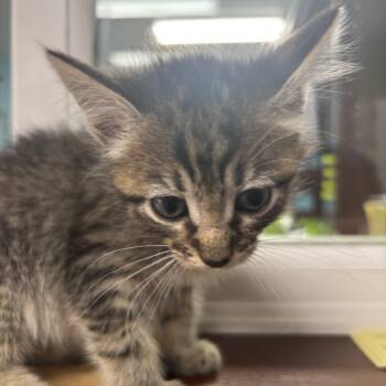 Rescue Domestic Short Hair Cats for Adoption in Franklin, North Carolina - Delilah | PetCurious