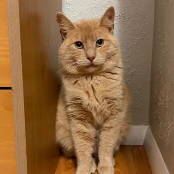 Domestic Short Hair and Manx Cats Available for Adoption - Snowball | PetCurious