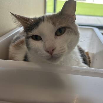 Skylar -  Domestic Short Hair Cat for Adoption in Leander, Texas - Skylar | PetCurious