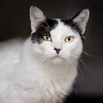Valley -  Domestic Short Hair Cat for Adoption in Belleville, Illinois - Valley | PetCurious