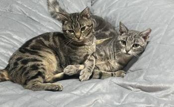 Domestic Short Hair Cats Available for Adoption in Calgary, Alberta - Remy & Sinatra | PetCurious