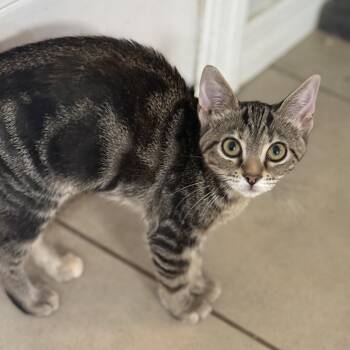 Rescue Tabby Cats for Adoption in New Smyrna Beach, Florida - Leo | PetCurious
