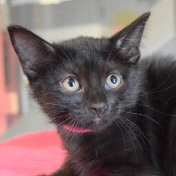 Mimi -  Domestic Short Hair Cat for Adoption in Bulverde, Texas - Mimi | PetCurious